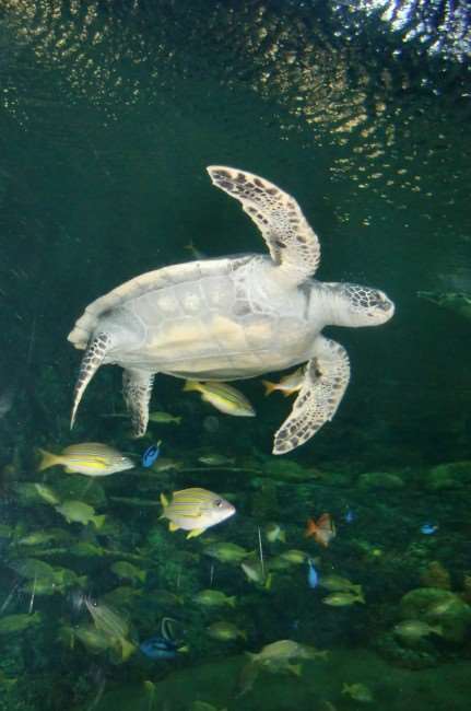 San Diego, tourism, travel., family fun, family travel