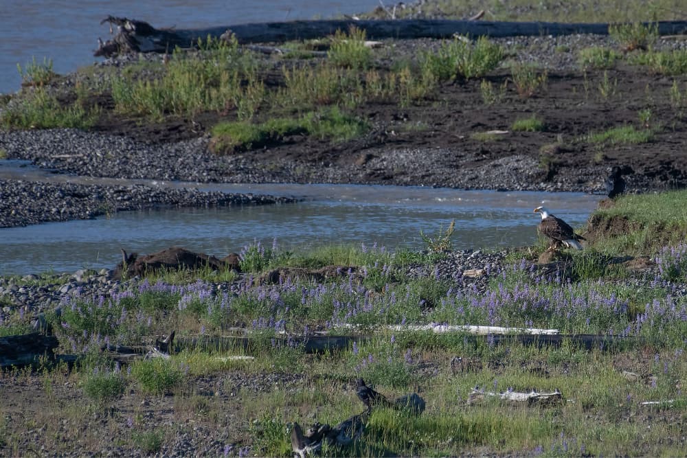 eagle on the ground near water