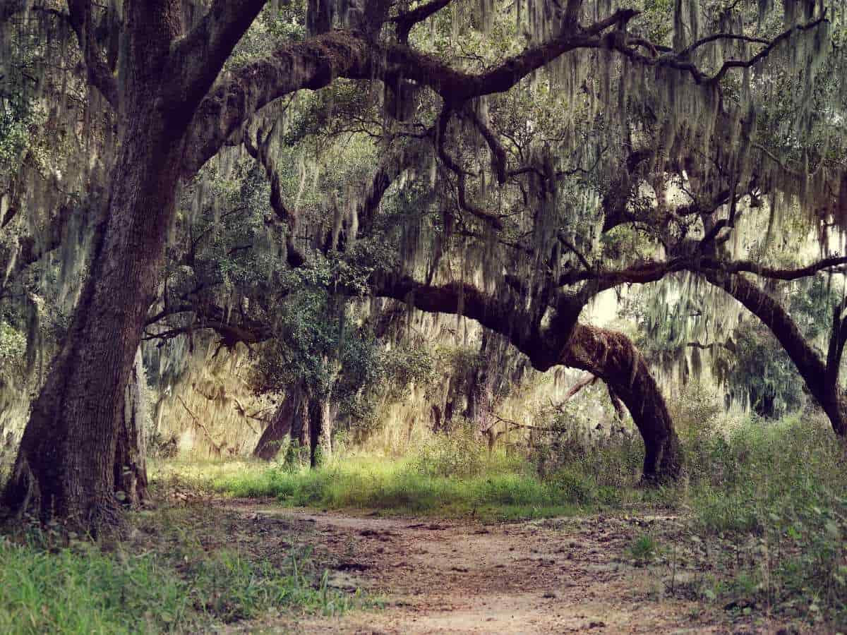 oak trees arching over nature trail with Spanish moss growing over trees