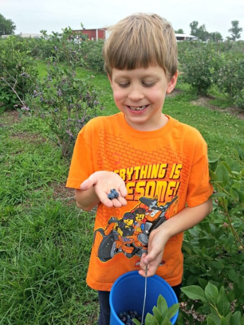 boy blueberry picking