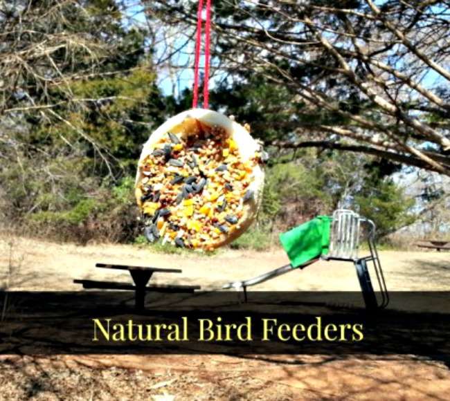 DIY Natural Bird Feeder