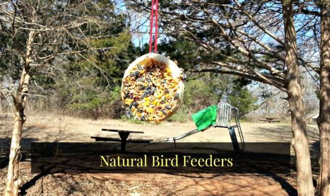 DIY Natural Bird Feeder