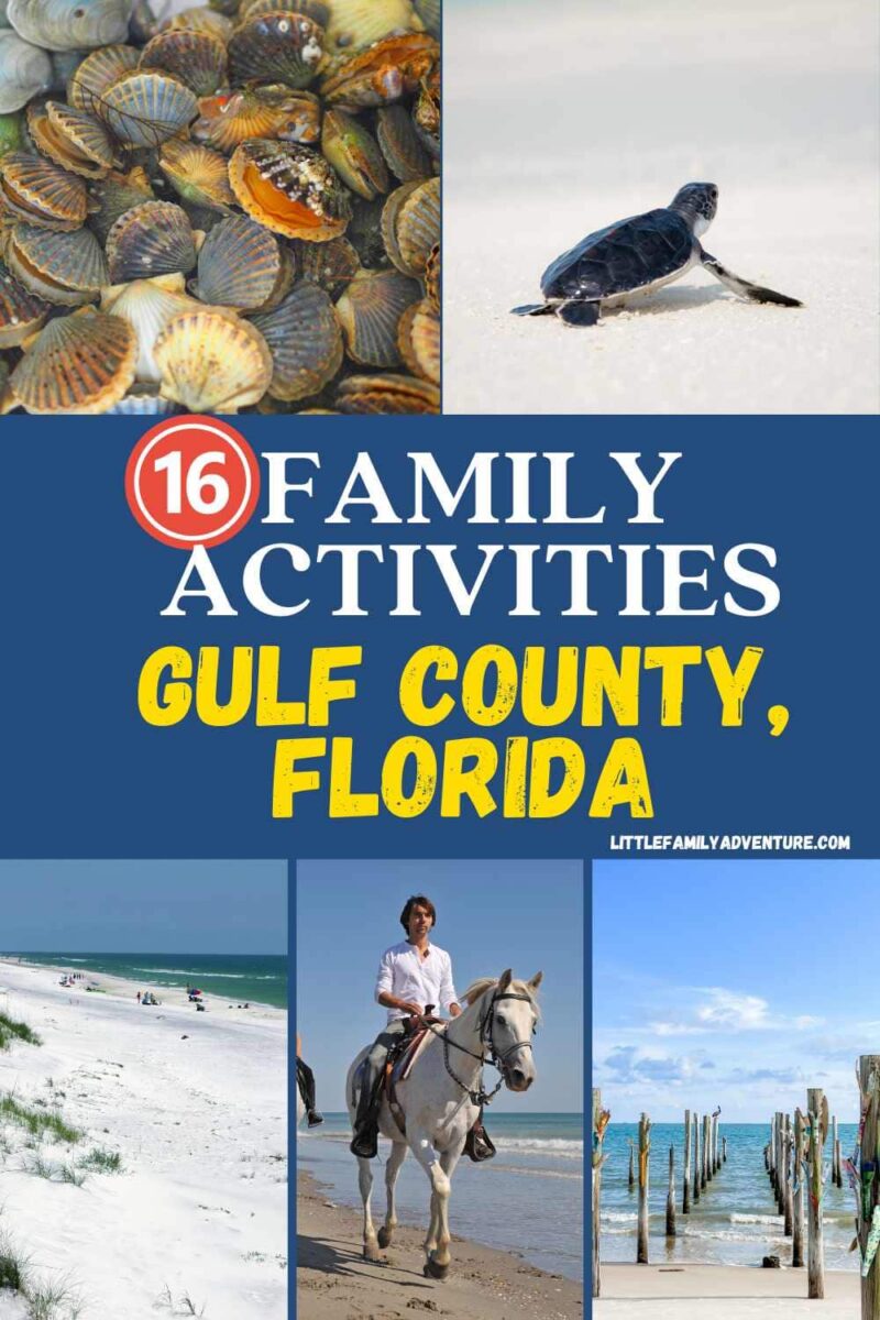 pinterest collage with family activities in gulf county, florida including horseback riding, scalloping, sea turtles, and white sandy beaches