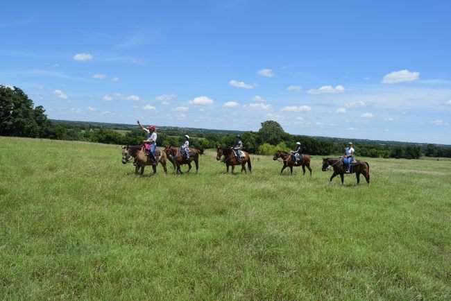 horses and riders on a grassy plain