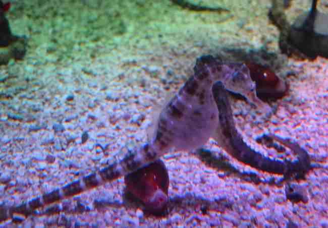 seahorse