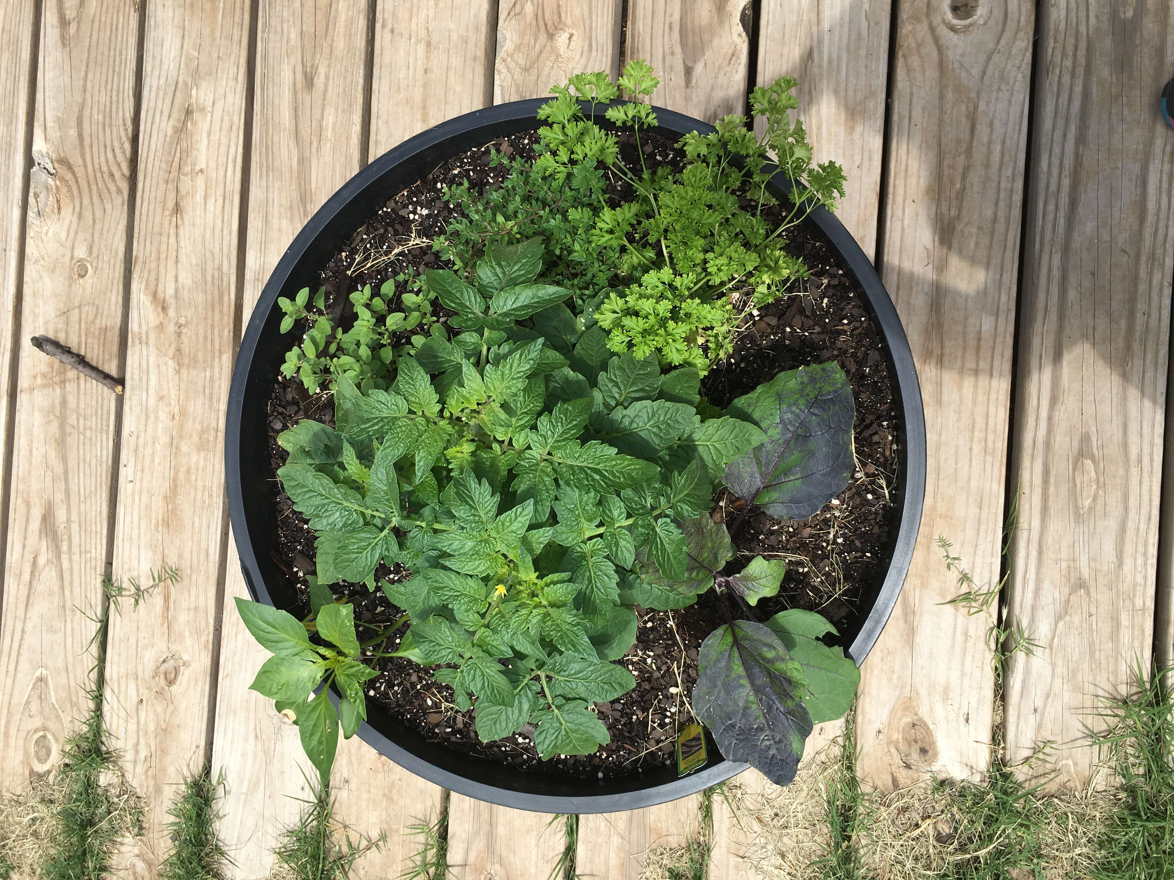 Let Your Kids Get in the Dirt to Grow this Container Pizza Garden