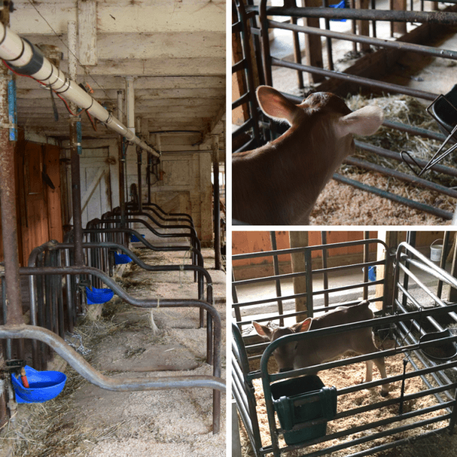 stonyfield farm tour