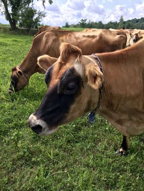 Take a Stonyfield Farm Tour - Organic Dairy Farms in Vermont - Green Wind Farm is a family farm transitioning to organic.