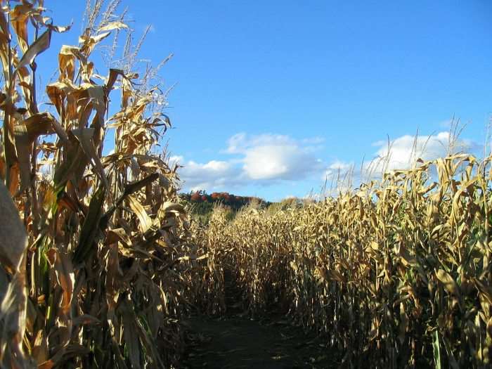 corn maze