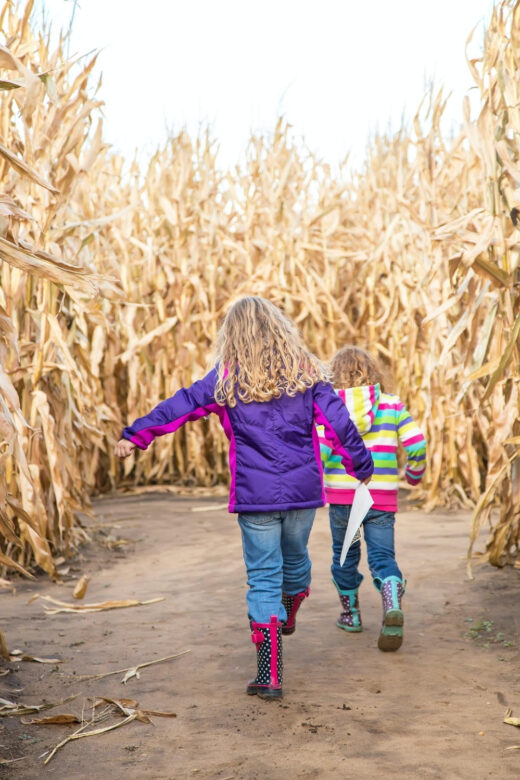 children in corn maze