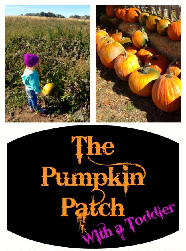 Head to the Pumpkin Patch With a Toddler - Start a Family Tradition and show children where their food comes from and have a little fun