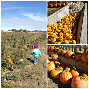 Head to the Pumpkin Patch With a Toddler - Start a Family Tradition and show children where their food comes from and have a little fun