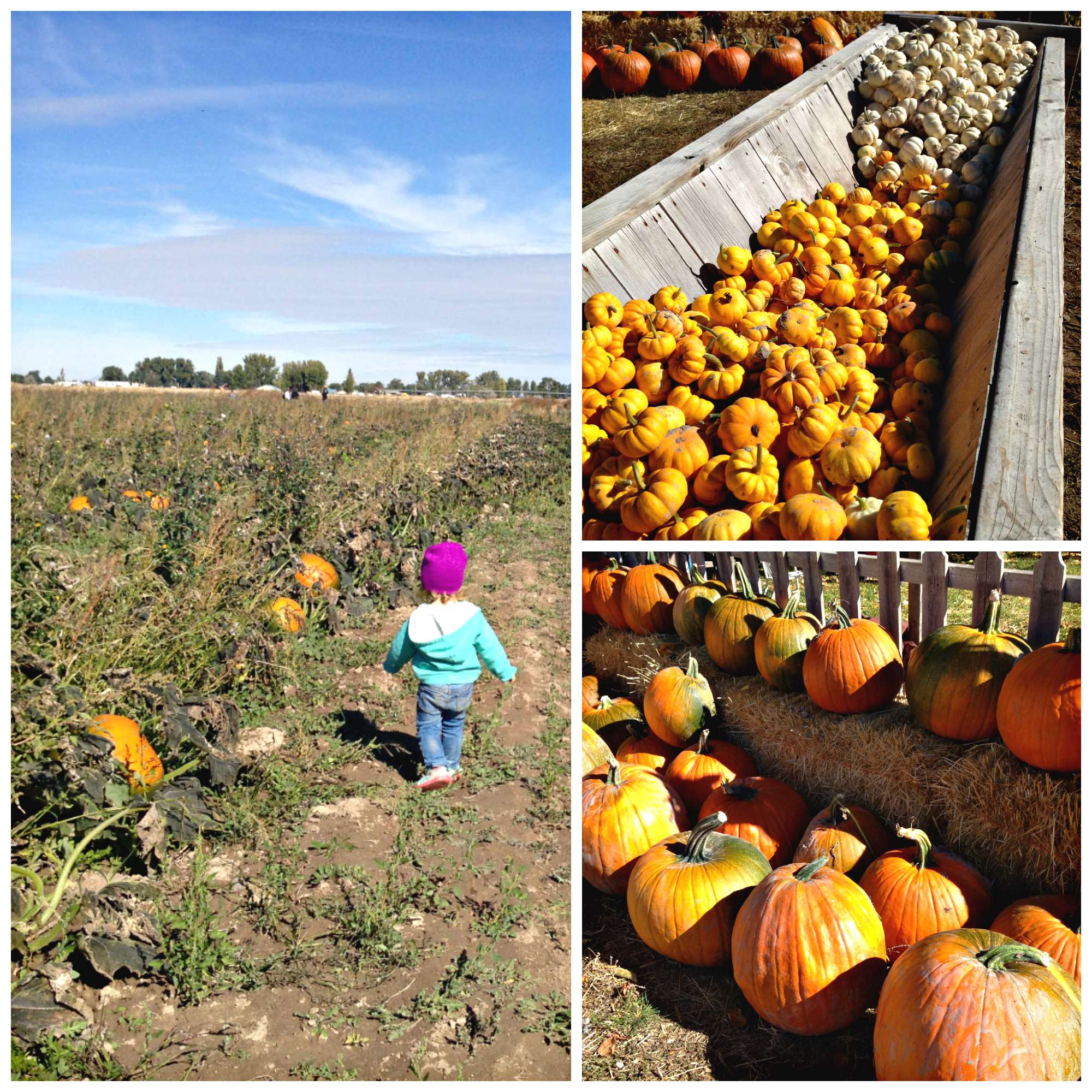 30+ Unforgettable Family Fall Activities