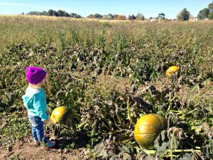 Head to the Pumpkin Patch With a Toddler - Start a Family Tradition and show children where their food comes from and have a little fun
