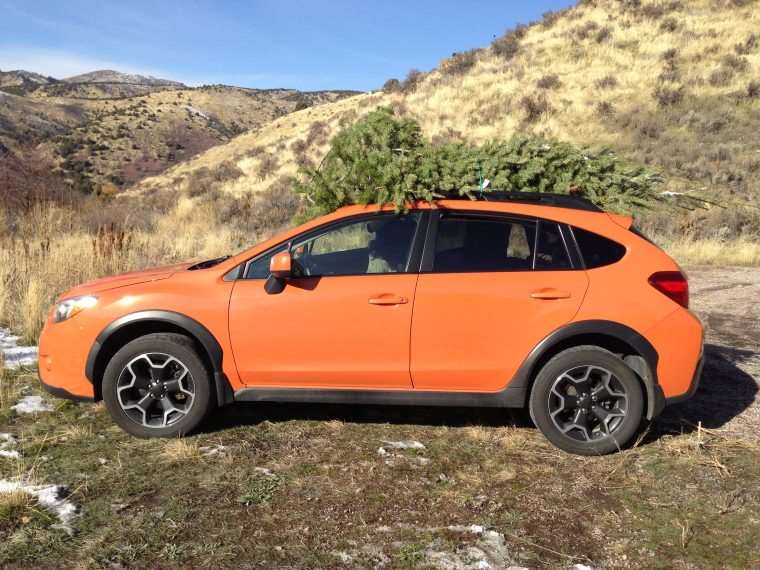 tree on top of orange car