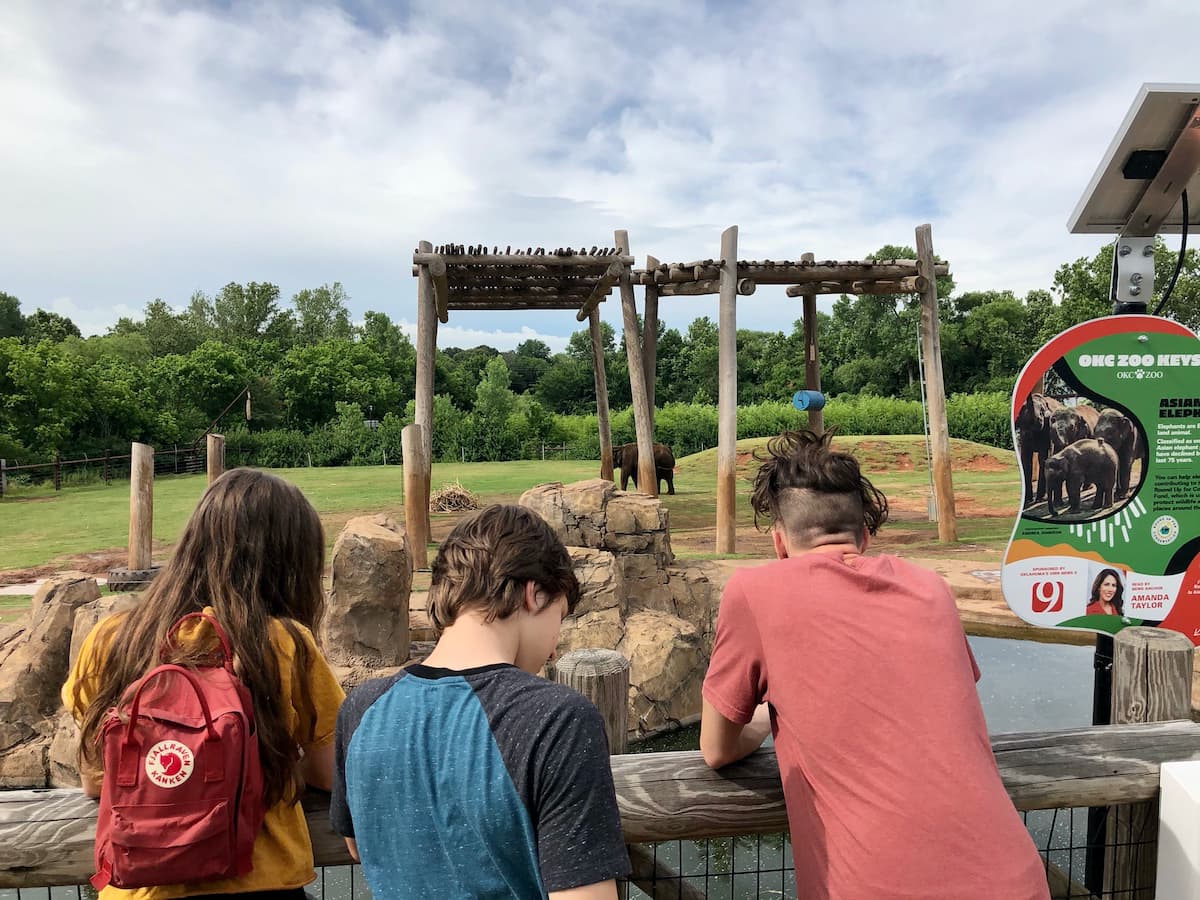 teens looking at elephants