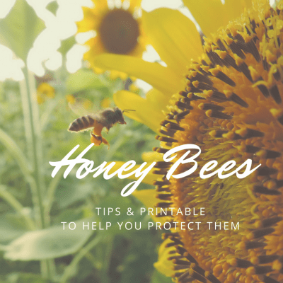 I Spy Pollinator Scavenger Hunt & Tips to Protect Honey Bees