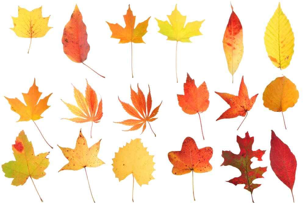 collage of autumn leaves perfect for doing a leaf rubbing project with your kids