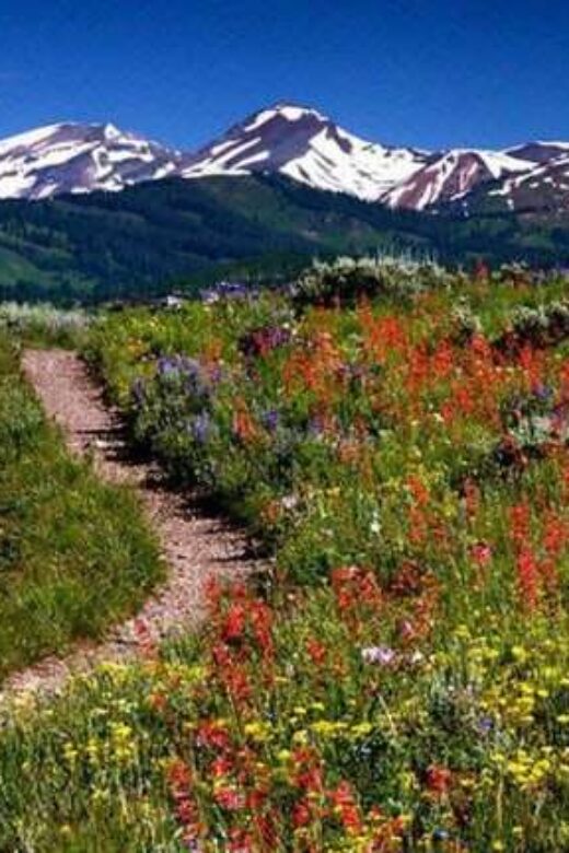 Aspen Meadow in Colorado