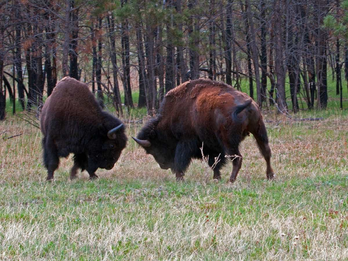 bison fighting at custer State Park, South Dakota