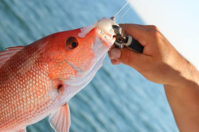 Deep Sea FIshing- Gulf Shores