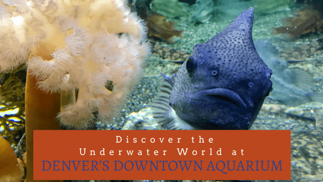 Discover the Underwater World at Denver’s Downtown Aquarium - Here are 4 reasons to visor this family fun attraction today