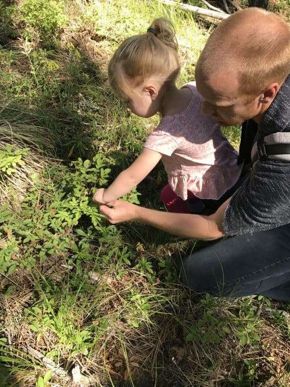 Picking Huckleberries