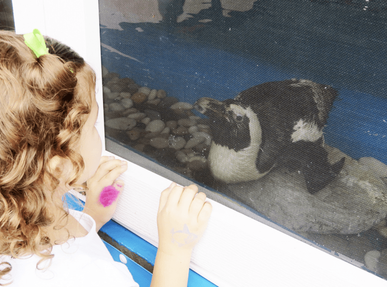Girl looking at penguin at Gulf World Marine Park