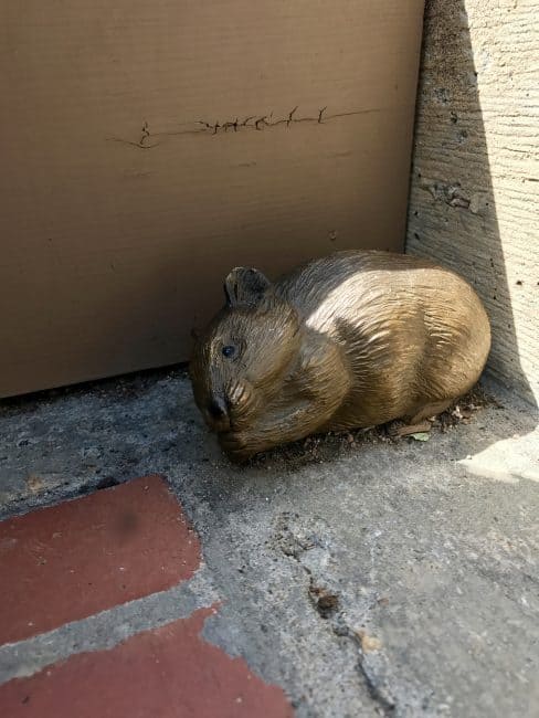 Pika staute in Estes Park