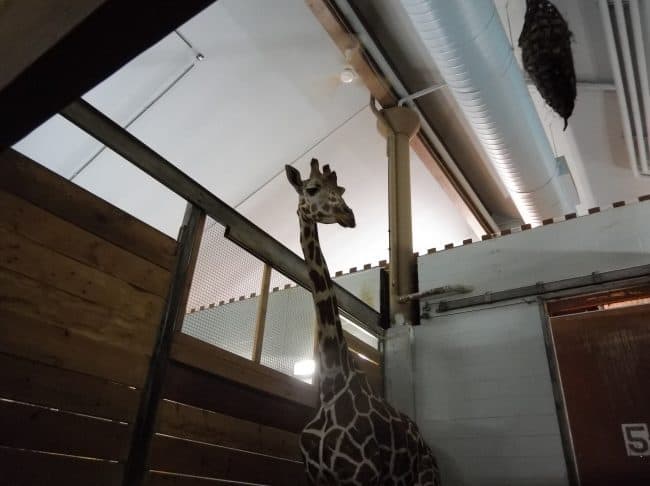 Giraffe Feeding Behind the Scenes