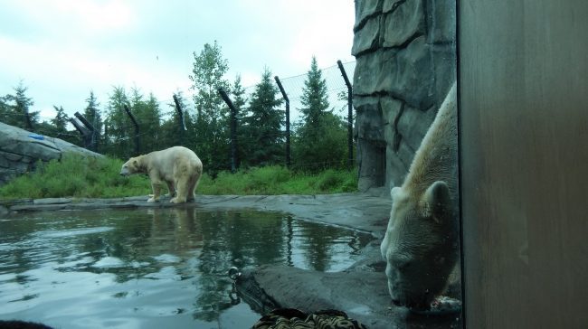Polar Bears at Como Zoo