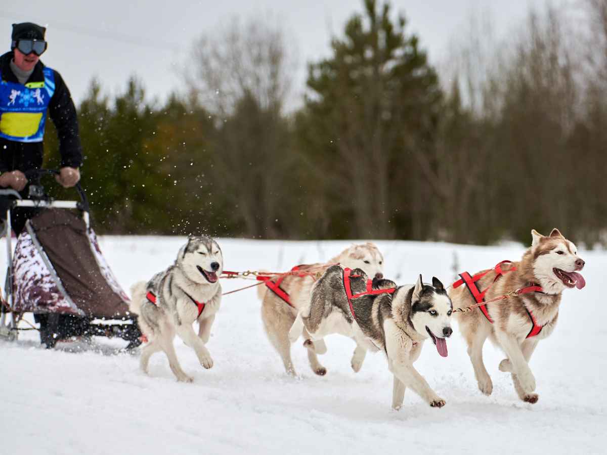 team of sled dogs and man mushing with trees and snow in background