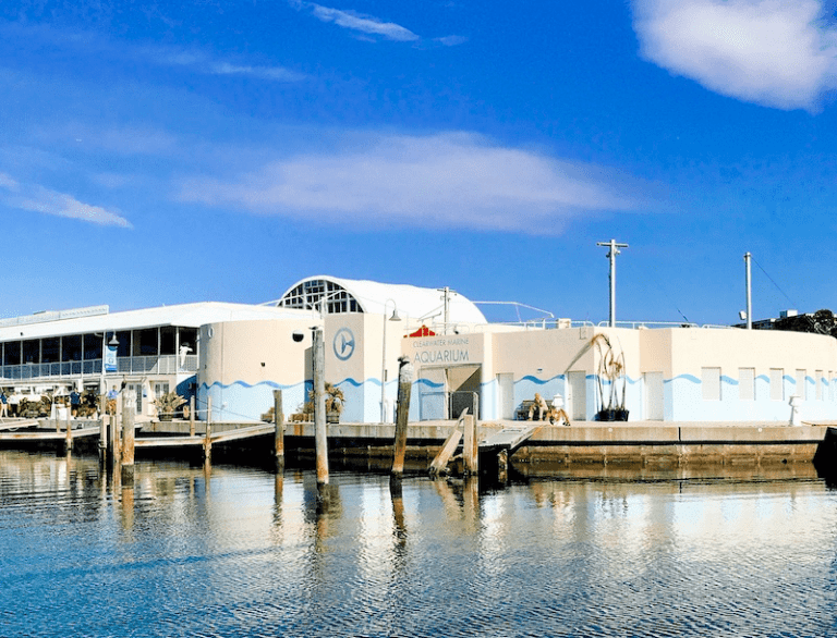 Spend the Day at Clearwater Marine Aquarium - Clearwater Marine Aquarium BuilDing 768x586