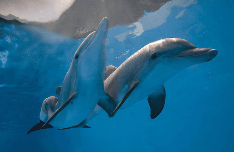 2 Dolphins - Winter and Hope from Clearwater Marine Aquarium