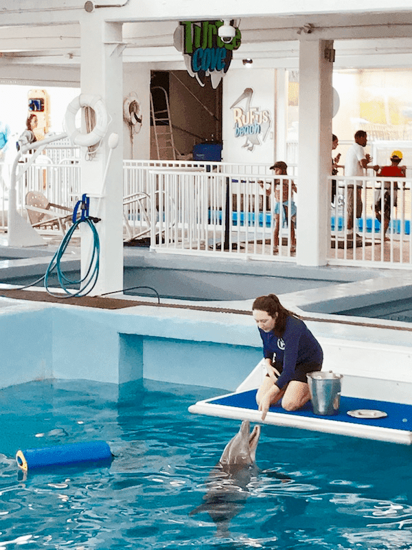 Trainer and dolphin in the water