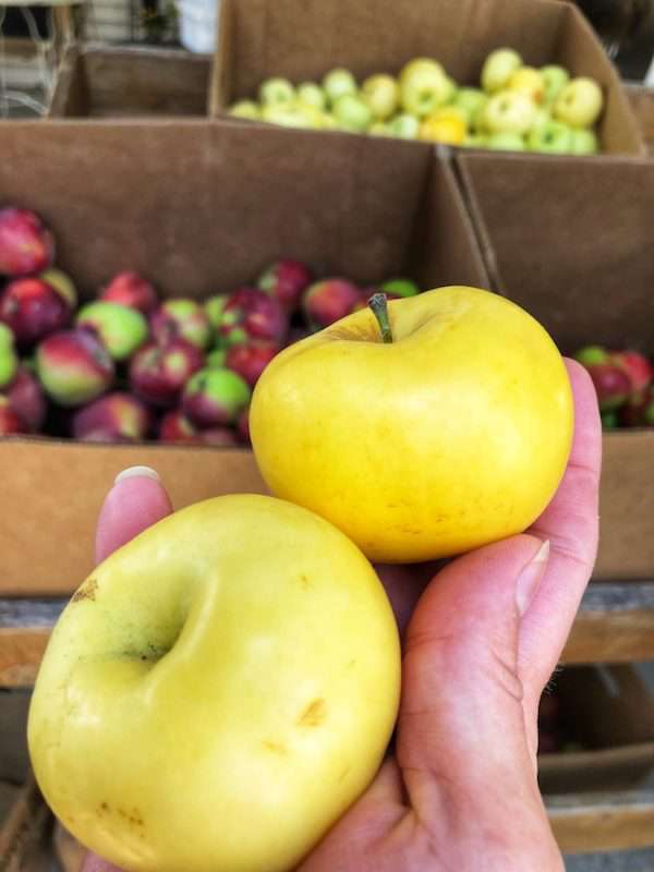 golden apples in a hand