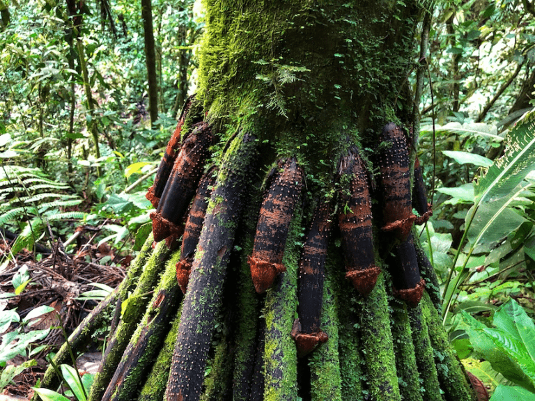 These Costa Rica Facts Will Move It to the Top of your Bucket List