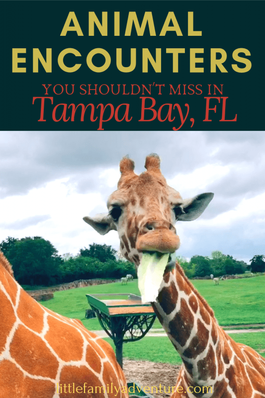 Animal Encounters Florida - giraffes