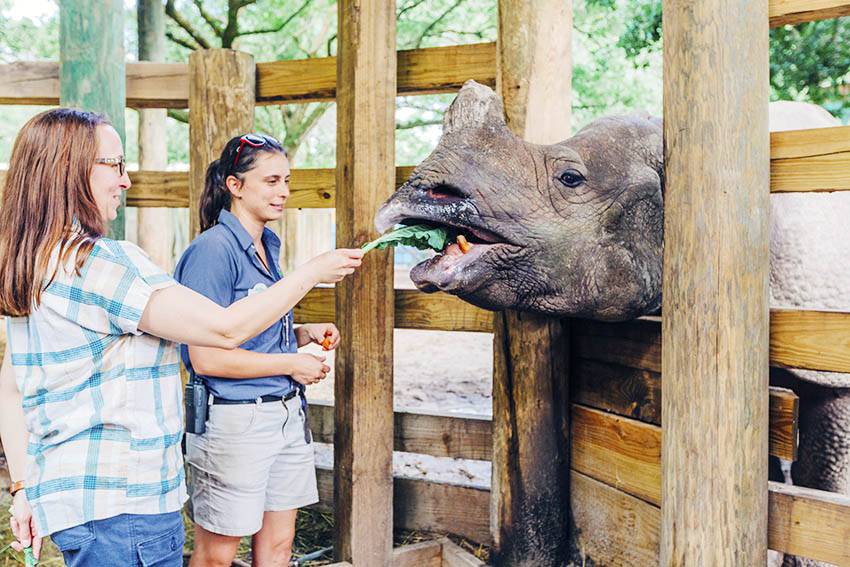 Indian Rhino Feeding Zoo Tampa