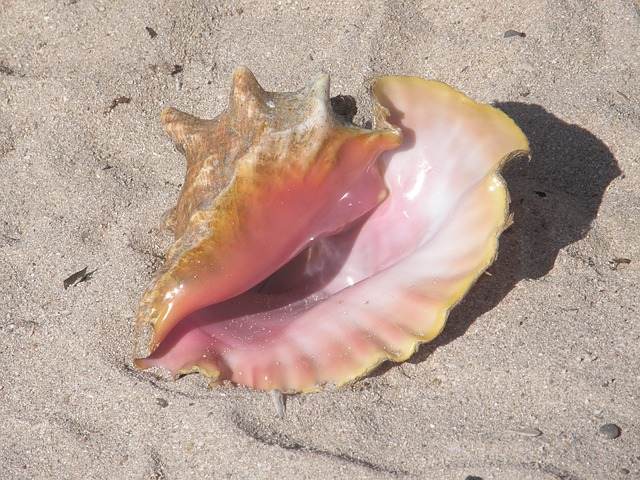 Conch Shell