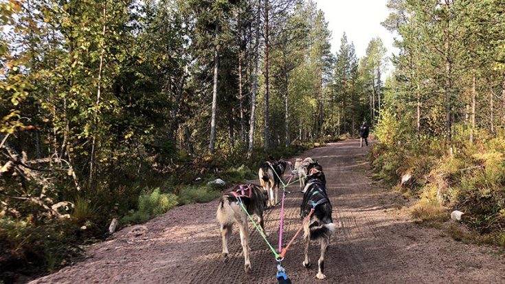 Rovaniemi Dog Sledding - Try Dog Mushing with Bearhill Husky