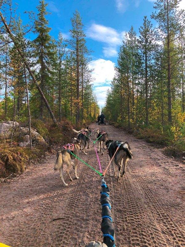 Finnish dog sledding