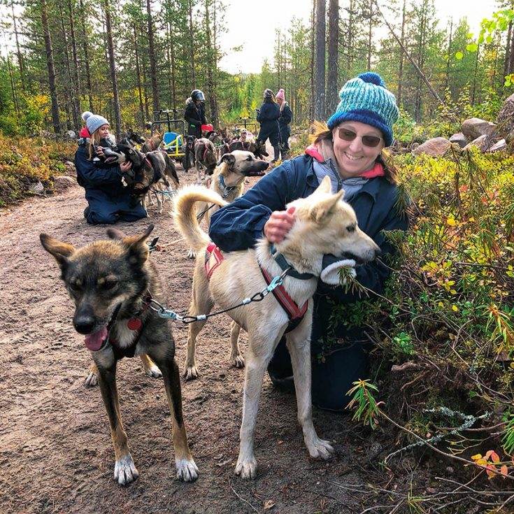 Rovaniemi Dog Sledding Try Dog Mushing with Bearhill Husky