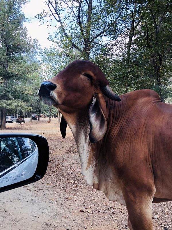 Brahma cow