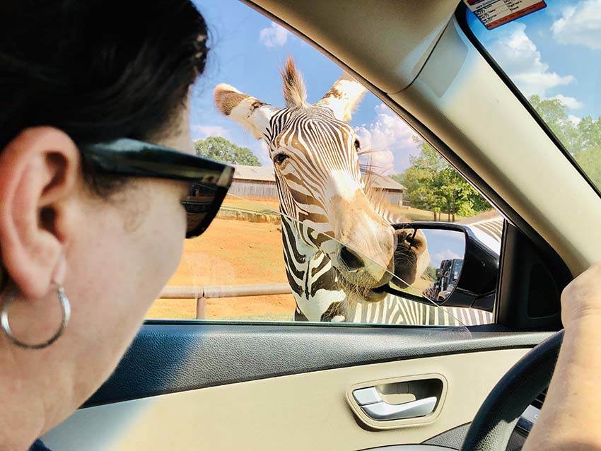 Zebra in Drive Thru Safaro Park