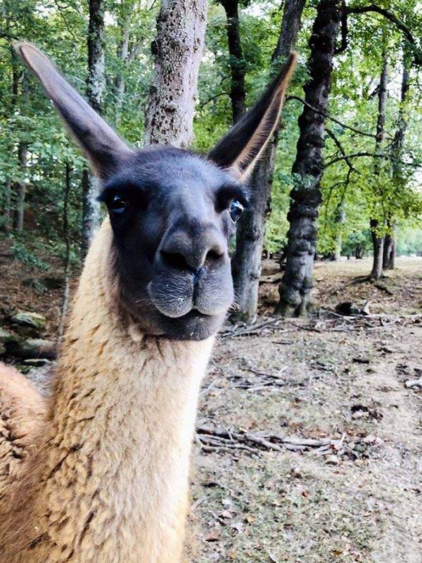 Llama Mama