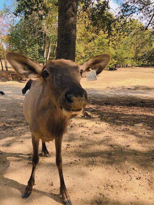 Lazy 5 Ranch elk