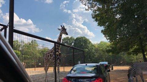 Go on Safari in Mooresville, NC - Visit Lazy 5 Ranch