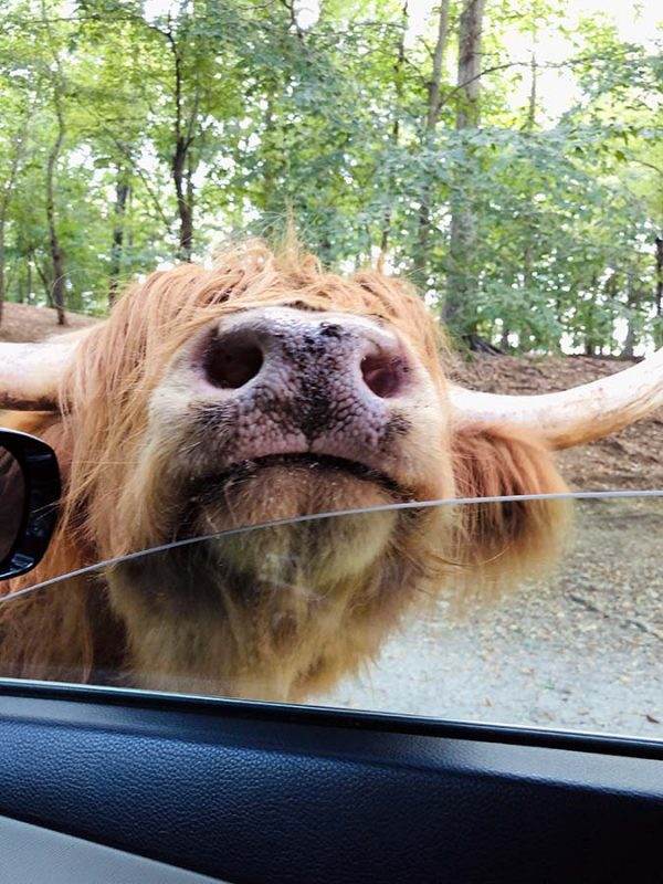 Scottish HIghland Cattle