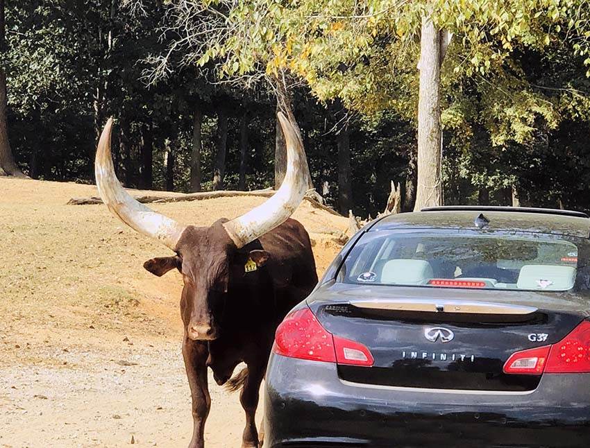 Watusi Cattle